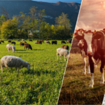 TARSİM’den Yeni Uygulamalar ve İndirimler!