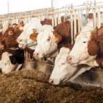 Aksaray’dan Çarpıcı Başarı: Türkiye’de İkinci Sıra!