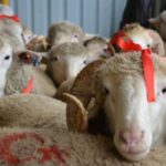 Tekirdağ’da Küçükbaş Hayvan Yetiştiricilerine Yüzde 50 Hibeli Yem Desteği!