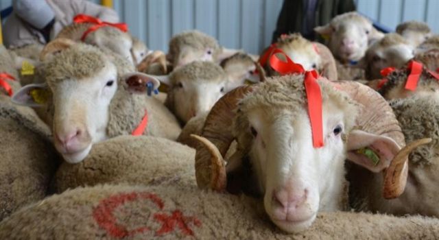 Tekirdağ’da Küçükbaş Hayvan Yetiştiricilerine Yüzde 50 Hibeli Yem Desteği!