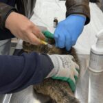 Can Dost Adada Sokak Hayvanlarına Şifa Dağıttı