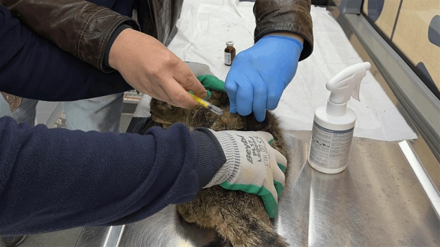 Can Dost Adada Sokak Hayvanlarına Şifa Dağıttı