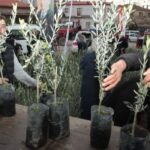 Çanakkale’de Zeytin Fidanı Desteği verildi