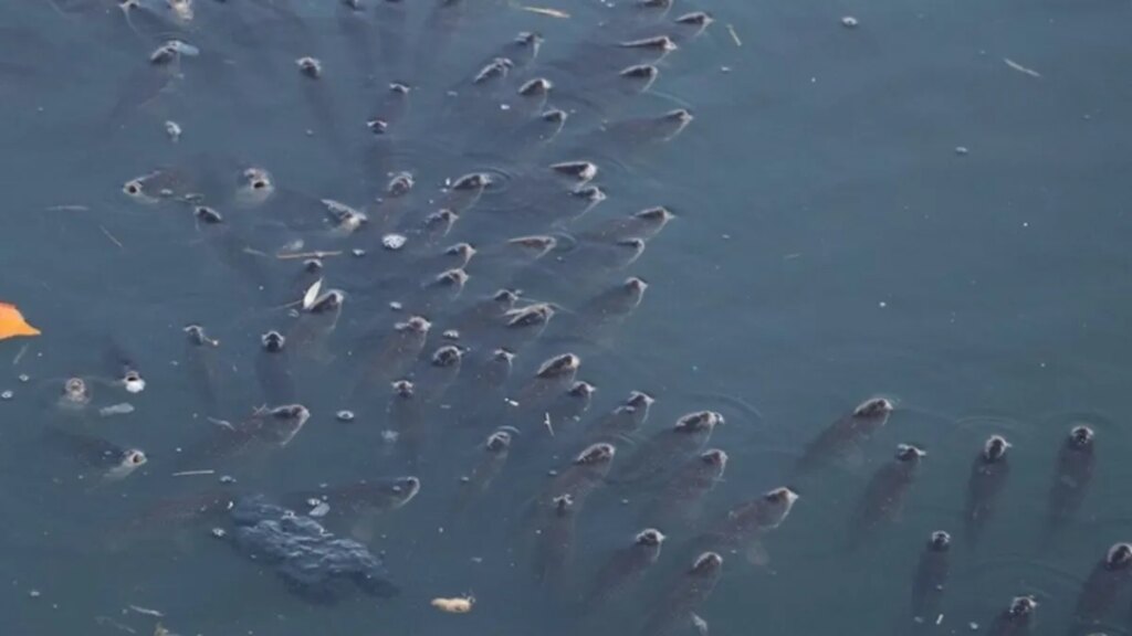 ZEHİRLİ ATIKLAR NEHRE KARIŞIYOR