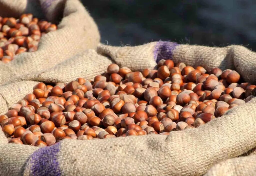 Çarşamba’da Fındık Fiyatları Yükseliyor