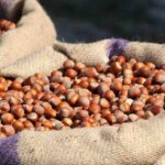 Çarşamba’da Fındık Fiyatları Yükseliyor