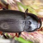 “Zabrus Tenebrionides Zararları ve Mücadele Yöntemleri”