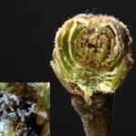 “Fındık Kozalak Akarları: Zararlıların Beslenme ve Üreme Süreci”