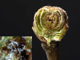 “Fındık Kozalak Akarları: Zararlıların Beslenme ve Üreme Süreci”