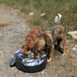 Sahipsiz Hayvanlar için Çağrı: Kanunlar Uygulansın!