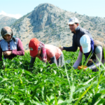 Küçük Aile İşletmelerine Destek Başvuruları Başladı!