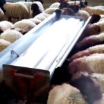 Küçükbaş Hayvan Yetiştiricilerine %75 Hibe Desteği Başladı!