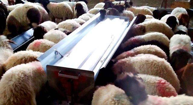 Küçükbaş Hayvan Yetiştiricilerine %75 Hibe Desteği Başladı!