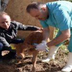 Hayvan Kayıt Sistemi Zorunlu: Dikkat Çeken Yaptırımlar!