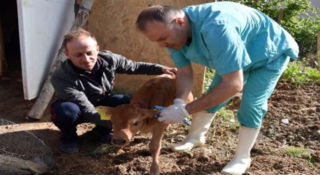 Hayvan Kayıt Sistemi Zorunlu: Dikkat Çeken Yaptırımlar!