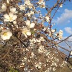 Kuşadası’nda Erken Bahar: Badem Ağaçları Çiçek Açtı!