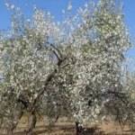 Mersin’de Badem Ağaçları Erken Çiçek Açtı!