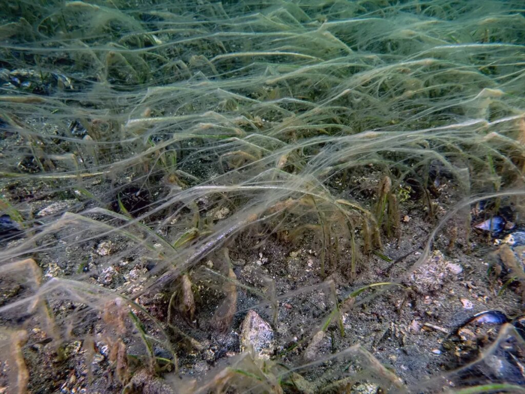 Prof. Dr. Mustafa Sarı: Müsilaj Denizi Tehdit Ediyor!