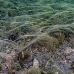 Prof. Dr. Mustafa Sarı: Müsilaj Denizi Tehdit Ediyor!