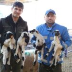 Aydın’da Çine Çaparı Koyunları Koruma Altında!