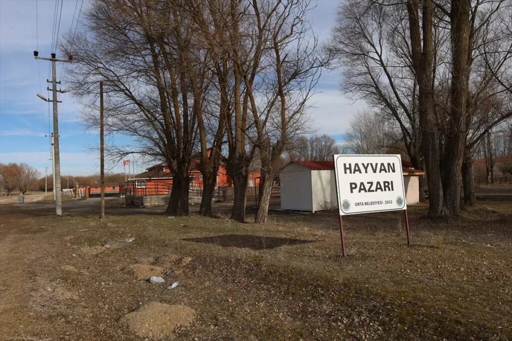 Orta’da Hayvan Pazarı Şap Hastalığıyla Kapatıldı