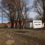 Orta’da Hayvan Pazarı Şap Hastalığıyla Kapatıldı