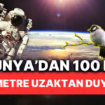 Uzayın Derinliklerinden Gelen Kuş Sesleri!