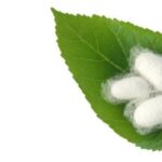 Şanlıurfa’da İpek Böceği Yetiştiriciliğine Destek!