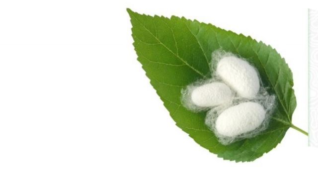 Şanlıurfa’da İpek Böceği Yetiştiriciliğine Destek!