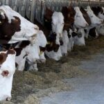 TİGEM’den Şok İddia: Hayvan İthalatındaki Kar Özel Şirketlere Aktı!