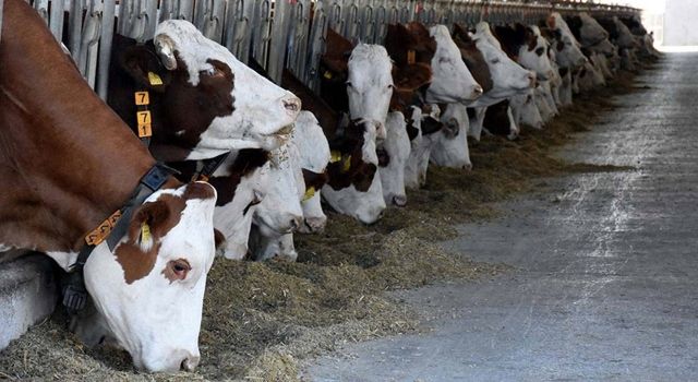 TİGEM’den Şok İddia: Hayvan İthalatındaki Kar Özel Şirketlere Aktı!