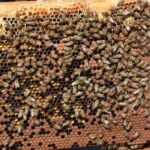 Tekirdağ’da Arıcılar İçin 4 Milyon TL Destek Programı Başlıyor!