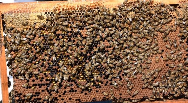 Tekirdağ’da Arıcılar İçin 4 Milyon TL Destek Programı Başlıyor!