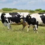 Tekirdağ’da Süt Üreticilerine Yem Desteği!