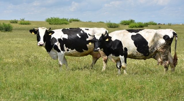 Tekirdağ’da Süt Üreticilerine Yem Desteği!