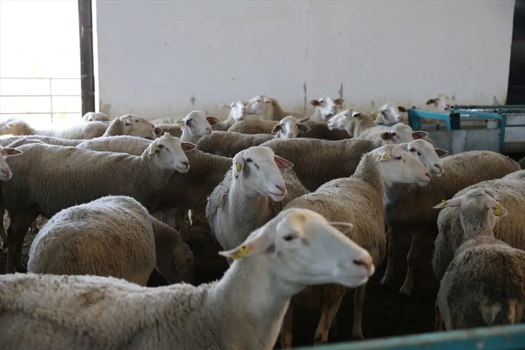 TKDK Desteğiyle Sürüsünü Büyüten Tokatlı Üretici