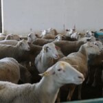 TKDK Desteğiyle Sürüsünü Büyüten Tokatlı Üretici