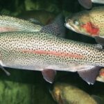 Trabzon’da Su Ürünleri İhracatında Büyük Başarı