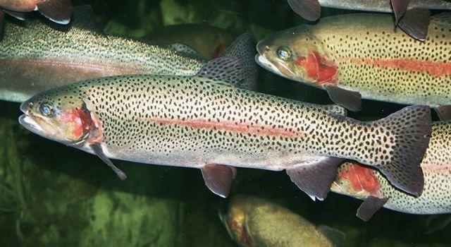 Trabzon’da Su Ürünleri İhracatında Büyük Başarı