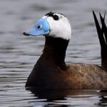 2024 Kış Ortası Su Kuşu Sayımları: 1.684.756 Kuş Gözlemlendi