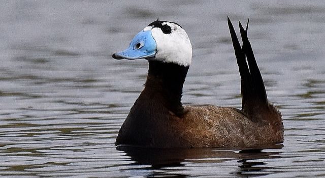 2024 Kış Ortası Su Kuşu Sayımları: 1.684.756 Kuş Gözlemlendi