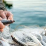 Türkiye Su Ürünleri İhracatı Rekor Kırdı