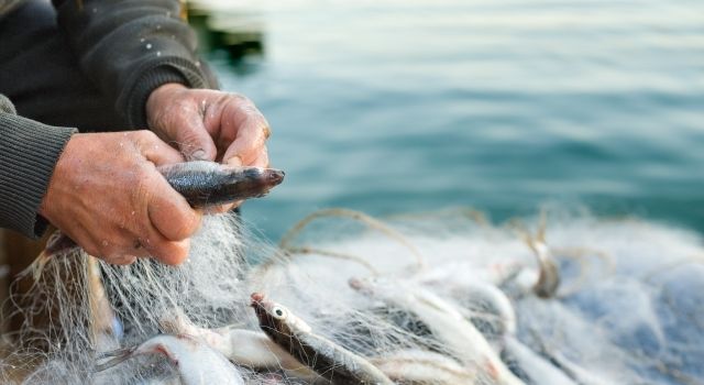 Türkiye Su Ürünleri İhracatı Rekor Kırdı