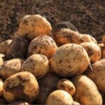 Tuşba Belediyesi Çiftçilere Ücretsiz Patates Tohumu Desteği!