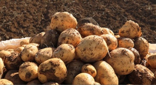 Tuşba Belediyesi Çiftçilere Ücretsiz Patates Tohumu Desteği!