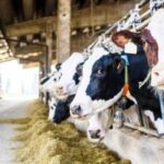 TÜSEDAD Aralık Ayı Çiğ Süt Maliyeti Açıklandı