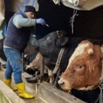 2025 İlkbahar Şap Aşılama Kampanyası Başladı!