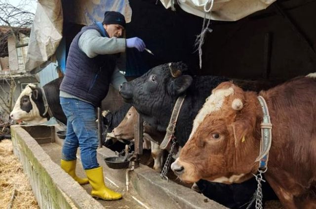 2025 İlkbahar Şap Aşılama Kampanyası Başladı!