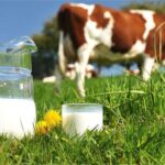 Tarım Bakanlığı’ndan Çiğ Süt Üreticilerine Destek!