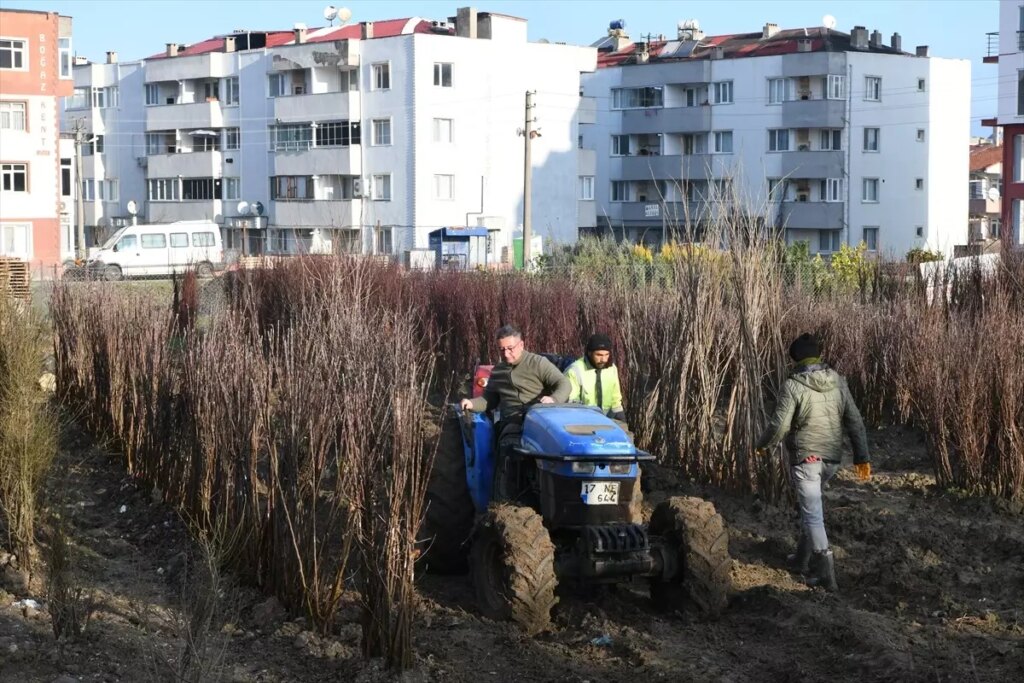 Lapseki’den Dünyaya Meyve Fidanı İhracatı